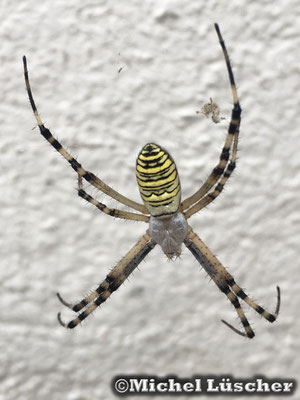 Argiope bruennichi  0.1