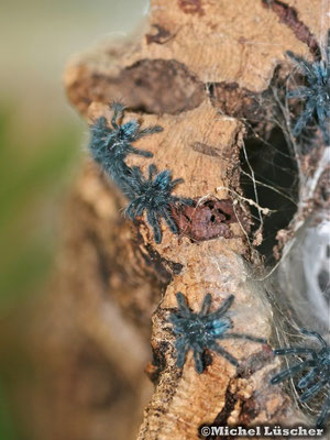 Avicularia versicolor Nachwuchs