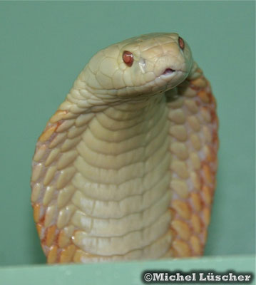 Naja kaouthia (albino)  1.0