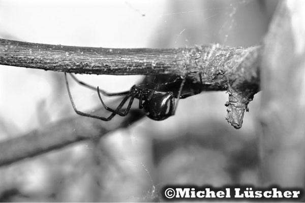 Latrodectus mactans mexicanus 0.1