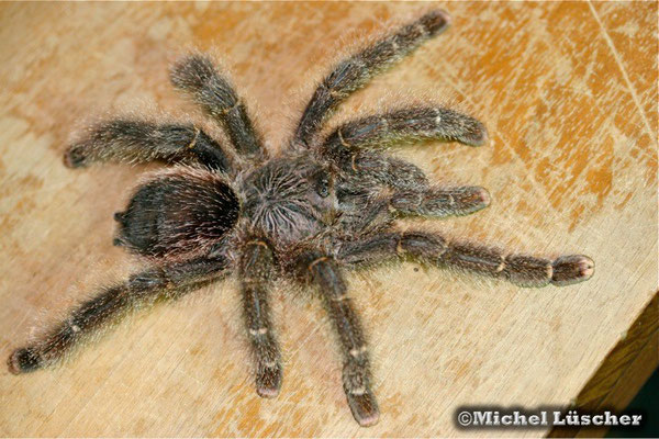 Avicularia huriana