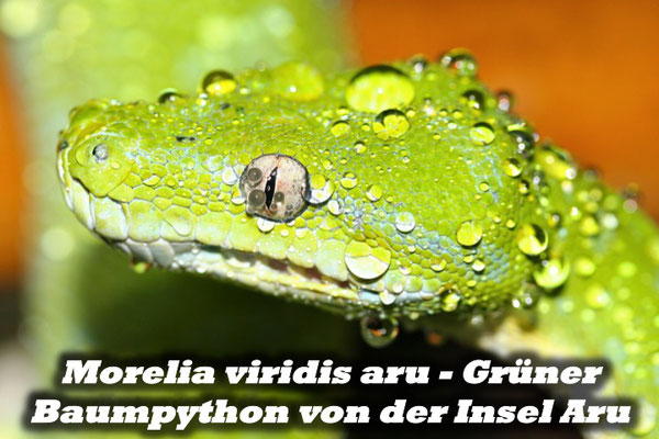 Morelia viridis aru - Grüner Baumpython von der Insel Aru