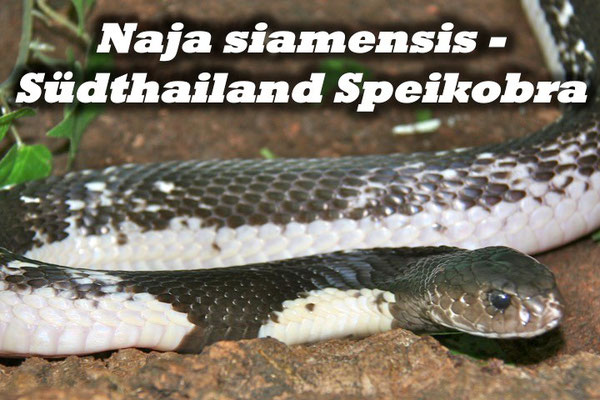 Naja siamensis - Südthailand Speikobra