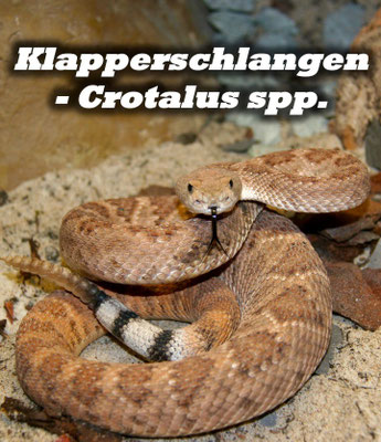 Klapperschlangen - Crotalus spp.