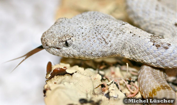 Crotalus lepidus lepidus  0.1