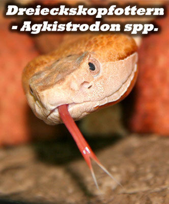 Dreieckskopfottern - Agkistrodon spp.