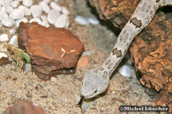 Crotalus lepidus lepidus  0.1