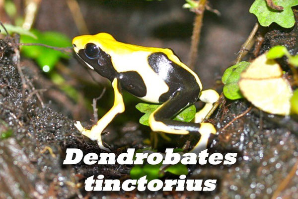 Dendrobates tinctorius