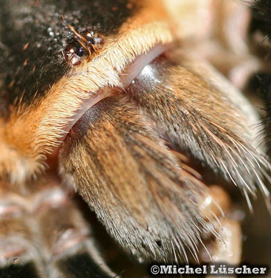 Brachypelma smithi  1.0