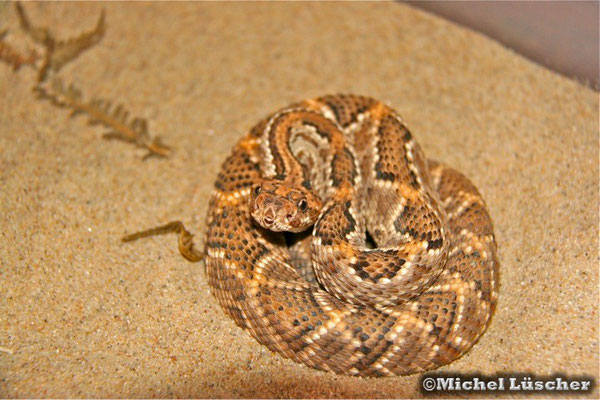 Crotalus durissus unicolor  0.1