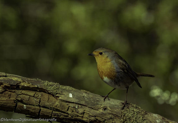 Roodborst