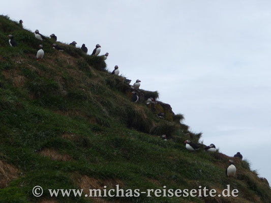 Papageientaucher auf dem Vogelfelsen in Bakkagerdhi