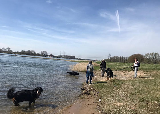 Rhein bei Leverkusen