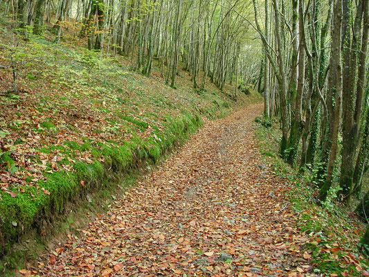 Trail near the Cuvier of Saint Martin