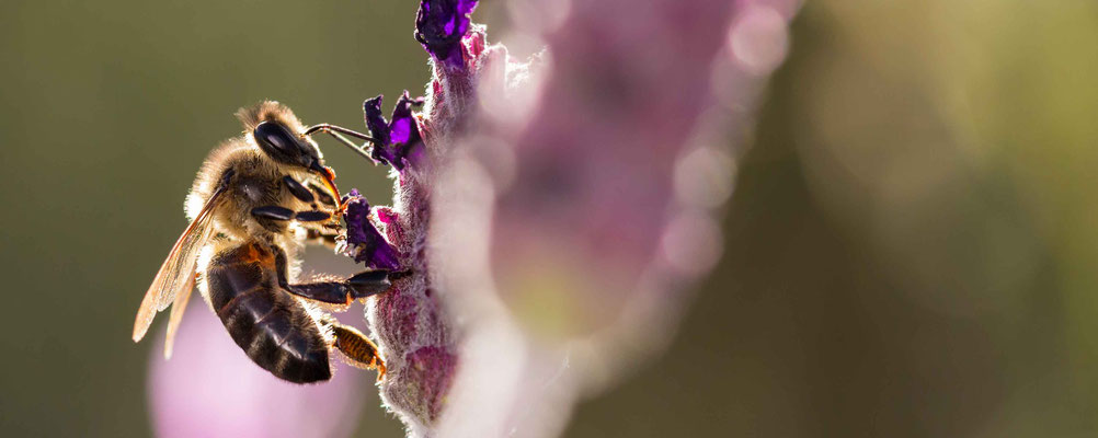 Ein Beitrag zur Nachhaltigkeit: Ihre Bienen-Patenschaft im Westerwald Unterstützen Sie nachhaltig unser Ökosystem STARTEN SIE IHR CSR-PROJEKT!
