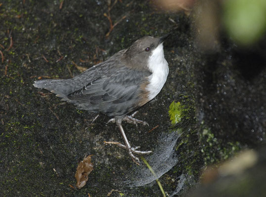 Foto: NABU / Tom Dove