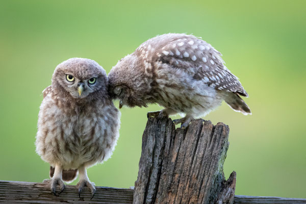 Foto: NABU / Stefan Schwabo