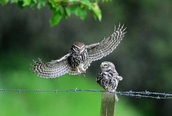 Foto: Wolfgang Lequen