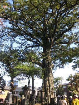 樹齢３００年の巨大なカヤの木（常光寺）
