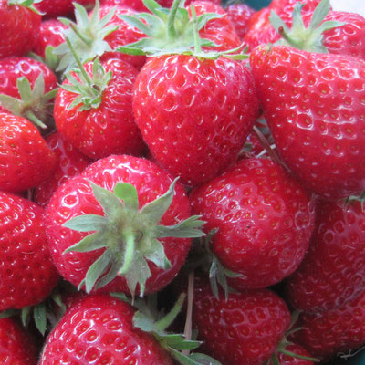 fraises © fraise et compagnie