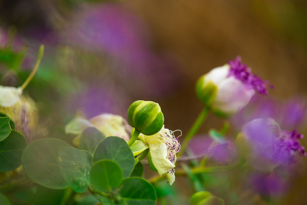 caper blossoms