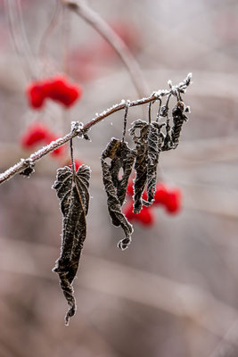 "frozen" leaves