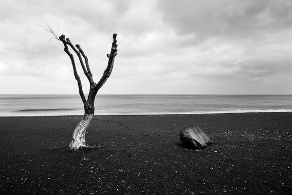 tree, rock and sea