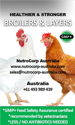 Supporting professional poultry companies to get HEALTHIER and STRONGER BROILERS and LAYING HENS
