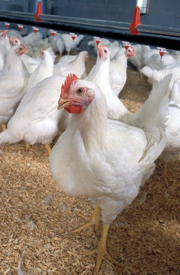 Supporting professional poultry companies to get HEALTHIER and STRONGER BROILERS and LAYING HENS