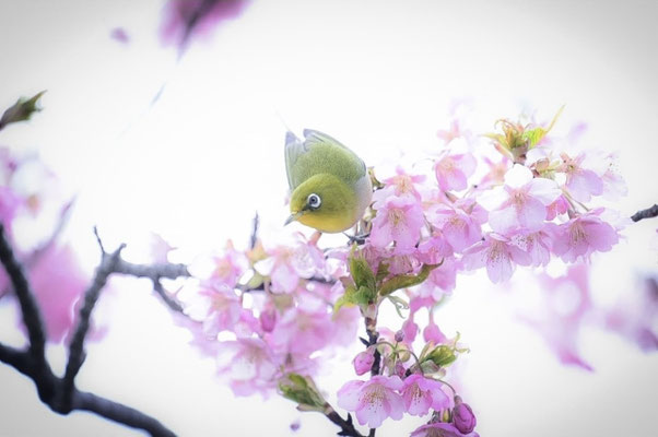 春色のさえずり