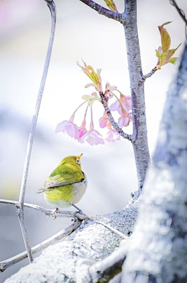 春色のさえずり