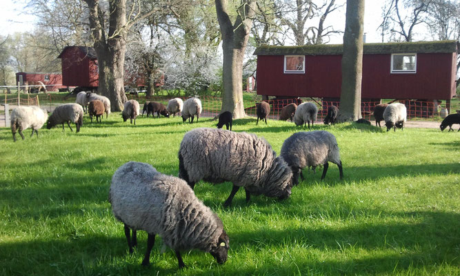 Schäferwagen BioGut Saalkow in Gusto auf Rügen