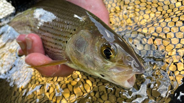 Fliegenfischen lernen in Deutschland in Kursen der Fliegenfischerschule-Hessen