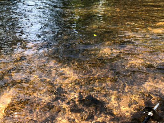 Fliegenfischen lernen in Deutschland / Fliegenfischerkurse / Fliegenfischerschule-Hessen