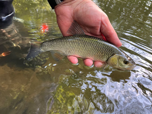 Fliegenfischen lernen in Deutschland in Kursen der Fliegenfischerschule-Hessen