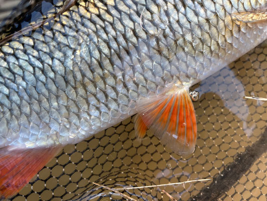 Fliegenfischen lernen in Deutschland in Kursen der Fliegenfischerschule-Hessen