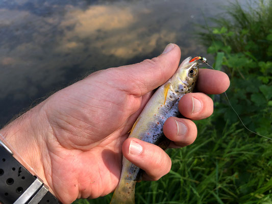 Fliegenfischen lernen in Deutschland / Fliegenfischerkurse / Fliegenfischerschule-Hessen