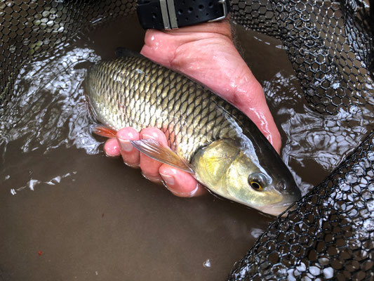 Fliegenfischen lernen in Deutschland / Fliegenfischerkurse / Fliegenfischerschule-Hessen