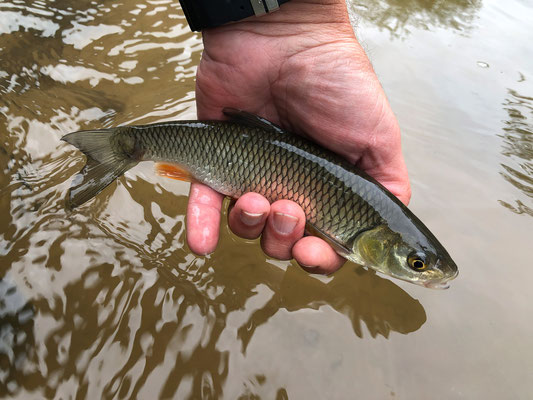 Fliegenfischen lernen in Deutschland / Fliegenfischerkurse / Fliegenfischerschule-Hessen