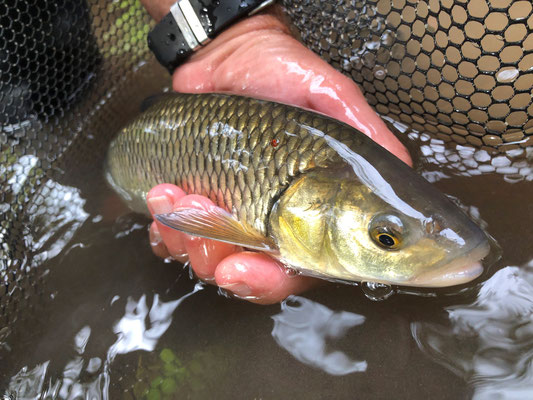 Fliegenfischen lernen in Deutschland / Fliegenfischerkurse / Fliegenfischerschule-Hessen