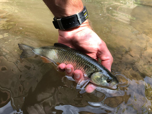 Fliegenfischen lernen in Deutschland / Fliegenfischerkurse / Fliegenfischerschule-Hessen