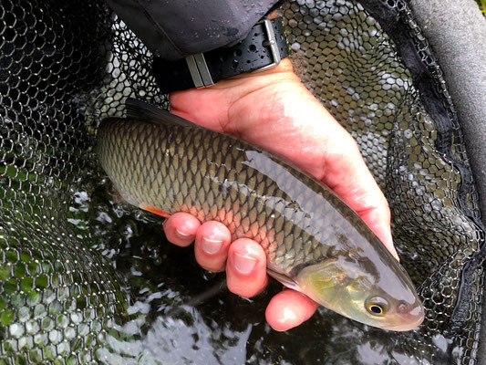 Fliegenfischen lernen in Deutschland / Fliegenfischerkurse / Fliegenfischerschule-Hessen