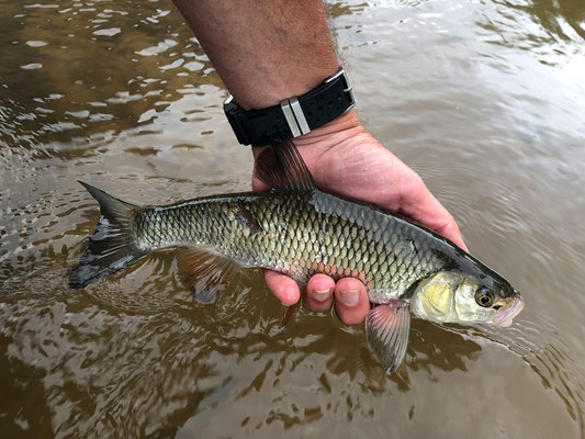 Fliegenfischen lernen in Deutschland / Fliegenfischerkurse / Fliegenfischerschule-Hessen