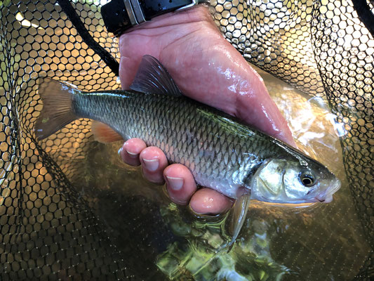 Fliegenfischen lernen in Deutschland / Fliegenfischerkurse / Fliegenfischerschule-Hessen