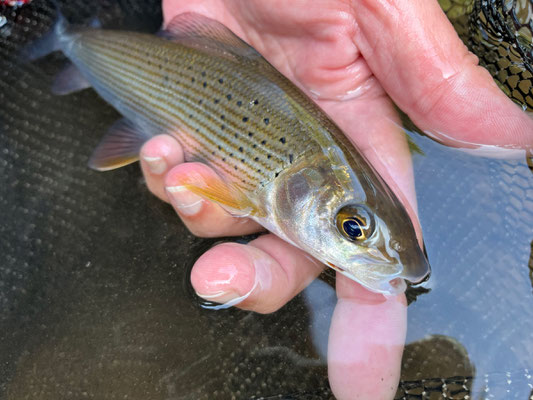 Fliegenfischen lernen in Deutschland in Kursen der Fliegenfischerschule-Hessen