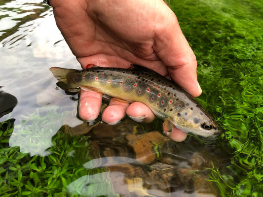 Fliegenfischen lernen in Deutschland / Fliegenfischerkurse / Fliegenfischerschule-Hessen