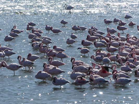 Flamingos in Walfish Bay