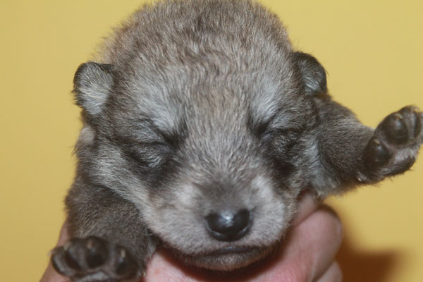 Hündin gelbes Halsband