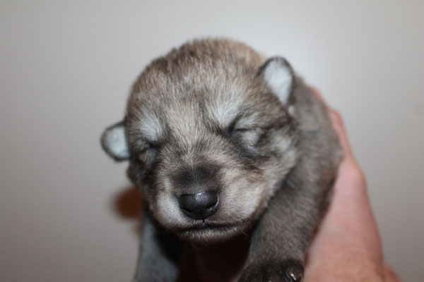 Necim Wakanda Tachunga