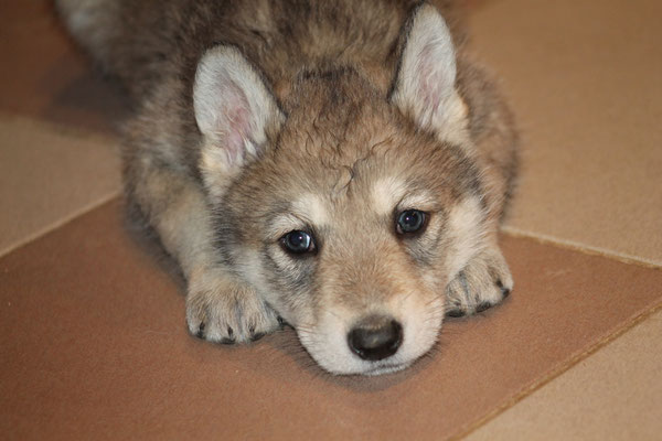 Kaja Wakanda Tachunga